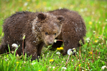 Two little brown bear cub on the green grass