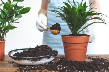Gardener woman replant green plant at home
