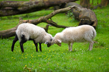 Two sheep fighting on green lawn