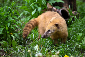 Cute coati (Nasua), wild animal looking like raccoon