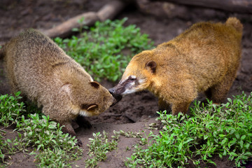 South American Coati (Nasua), wild animals looking like raccoon
