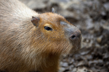 Capybara (Hydrochoerus hydrochaeris). Portrait close-up