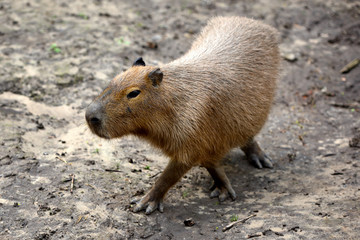Capybara (Hydrochoerus hydrochaeris) resting on black mud