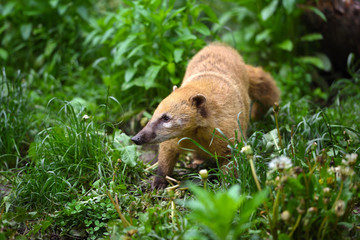 South American Coati (Nasua), wild animal looking like raccoon