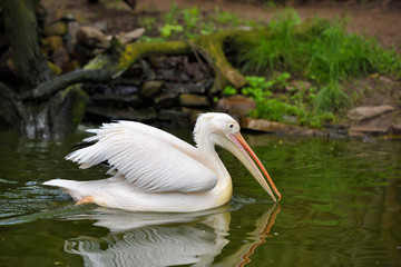 Great white or eastern white pelican, rosy pelican is a bird in the pelican family on the surface of the lake