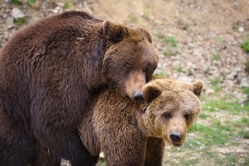 Obraz premium Brown bears mating in the spring forest