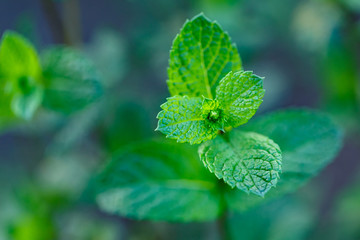 Branch peppermint close up.