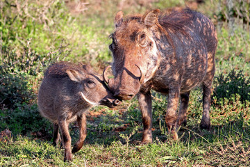 Warthog Mother and Child