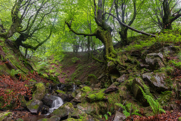 Fototapeta na wymiar Belaustegi beech forest, Gorbea Natural Park, Vizcaya, Spain