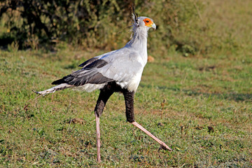 Secretary Bird