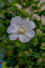 Obraz premium Гибискус белый