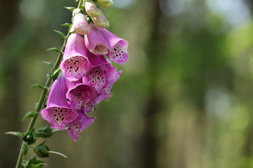 digitalis blossom