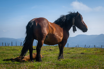 Horse in Oiz mountain, Basque Country, Spain