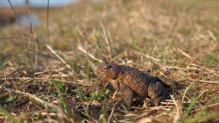 Toad tailless amphibian on the grass. Bufonidae