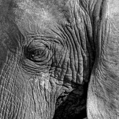 Elephant Eye