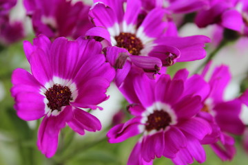 Cosmos flower closeup