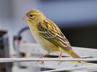 Side view of yellow bird
