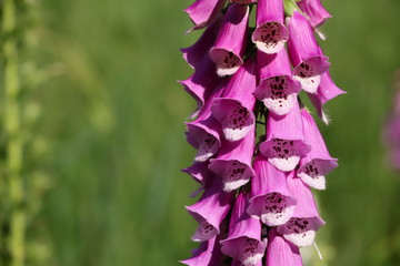digitalis blossom