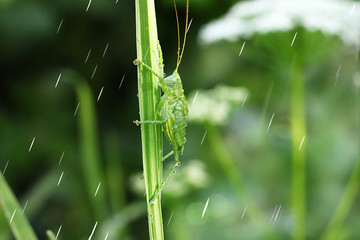 Grasshopper in the garden in the rain with drops. Summer rain in the garden and a grasshopper close-up, macro