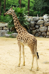 Obraz premium Little giraffe