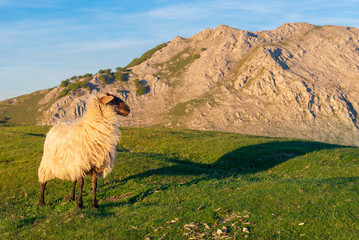 Sheep in Urkiolamendi mountain, Vizcaya, Spain