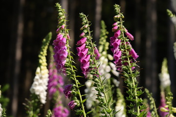 digitalis blossom