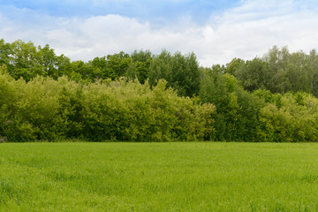 Summer landscape green field, forest and blue sky