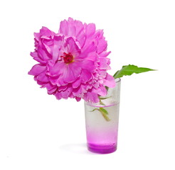 still life with large pink peony in a glass of isolate white background