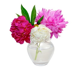 still life three large pink white red peonies in a glass vase isolate white background