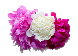 three large pink white red peonies isolate white background
