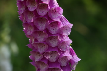 digitalis blossom