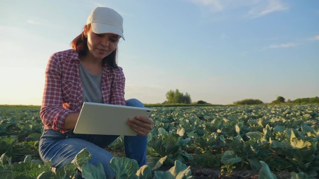 Woman work on the cabbage field