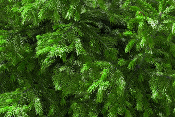 green background of branches of tree