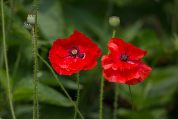 Red poppys in a meadow close-up. Flower