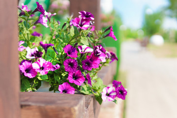 Fototapeta na wymiar Purple flowers in pots in a summer Park on a Sunny day