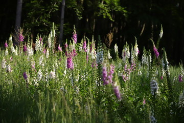 digitalis blossom