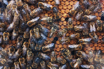 bees and honeycomb