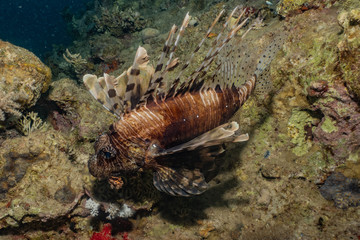 Lion fish in the Red Sea colorful fish, Eilat Israel