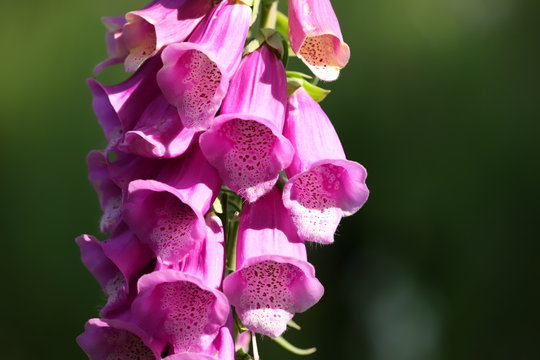 digitalis blossom