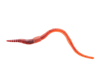 Macro shot of red worm Dendrobena, earthworm live bait for fishing isolated on white background.