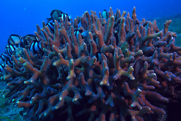 coral reef macro / texture, abstract marine ecosystem background on a coral reef