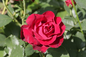 red rose in garden