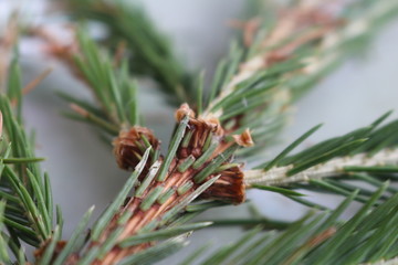 pine tree branch