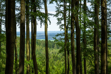 Fototapeta premium Beech forest in summer day