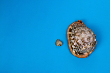 Sea shells. Big and small sea shells on blue background. Different size seashells. Souvenir from vacation. Minimal style.
