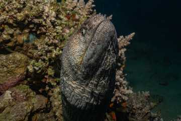 Moray eel Mooray lycodontis undulatus in the Red Sea, eilat israel