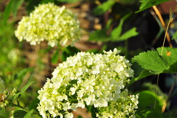 flowers in the garden
