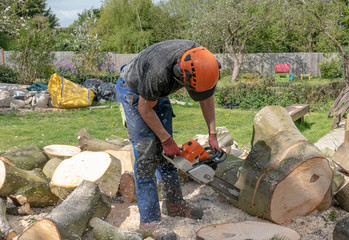 A Tree Surgeon or Arborist cuts up a fallen tree into small sections.he is wearing safety equipment.