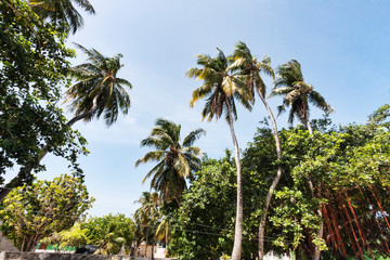 Naklejka premium Beautiful tropical vegetation with palm trees and bushes in a sunny day