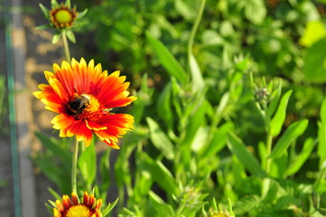 flower in the garden